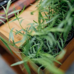 Brasero Plancha Island Corten PRO 100 Bois De Teck + Housse - Ofyr -Broil King Grill Promos Boutique ofyr island pro 100 teck 2020000022121 5